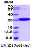 GST protein, His tag (active). GTX66881-pro
