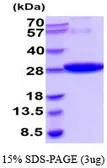 GST protein, His tag (active). GTX66881-pro