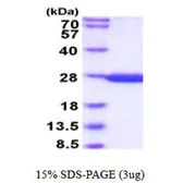 GST protein (active). GTX66882-pro