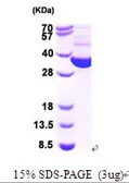 TRXB protein (active). GTX66885-pro