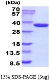 Glk protein, His tag (active). GTX66893-pro