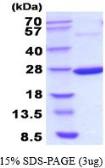 Idnk protein, His tag (active). GTX66895-pro