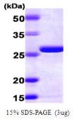 Human Adenylate kinase 2 protein, His tag (active). GTX66907-pro