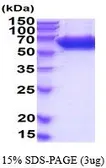 Mouse Alkaline Phosphatase (Tissue Non-Specific) protein, His tag (active). GTX66924-pro
