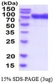 Human Beta-glucuronidase protein, His tag (active). GTX66928-pro