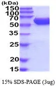 Mouse CES2E protein, His tag (active). GTX66945-pro