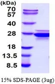 Human CNTF protein (active). GTX66947-pro