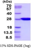 Human CNTF protein, His tag (active). GTX66948-pro