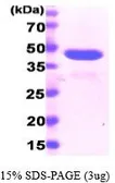 Human Cyclophilin 40 protein, His tag (active). GTX66952-pro