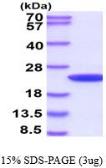 Human Cyclophilin B protein (active). GTX66955-pro