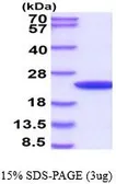 Human Cyclophilin B protein (active). GTX66955-pro
