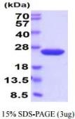Mouse Cyclophilin B protein, His tag (active). GTX66956-pro