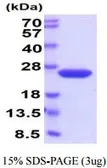 Mouse Cyclophilin B protein, His tag (active). GTX66956-pro