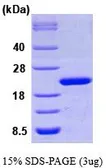 Human Cyclophilin F protein, His tag (active). GTX66958-pro
