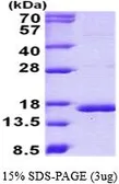 Human Cystatin C protein, His tag (active). GTX66962-pro