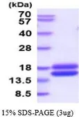 Mouse Cystatin C protein, His tag (active). GTX66963-pro