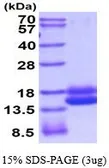 Rat Cystatin C protein, His tag (active). GTX66964-pro
