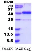Human DAO protein, His tag (active). GTX66966-pro