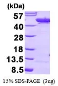 Human ENO1 protein (active). GTX66979-pro