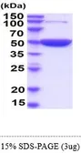 Mouse ENO1 protein, His tag (active). GTX66980-pro