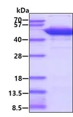 Human ENO3 protein, His tag (active). GTX66981-pro