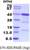 Human FBP2 protein, His tag (active). GTX66989-pro
