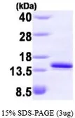 Human FKBP12 protein, His tag (active). GTX66990-pro