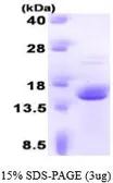 Human FKBP2 protein (active). GTX66993-pro