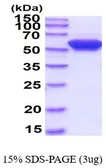 Human FKBP4 protein, His tag (active). GTX66995-pro
