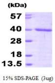 Human FKBP6 protein, His tag (active). GTX66996-pro