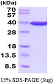 Human GAPDH protein (active). GTX67008-pro