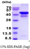 Human Glutamine synthetase protein (active). GTX67011-pro