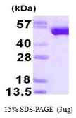 Human Glutathione Reductase protein, His tag (active). GTX67013-pro