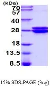 Mouse Glyoxalase I protein, His tag (active). GTX67015-pro