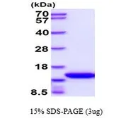 Mouse GM-CSF protein (active). GTX67017-pro