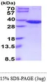 Human GNMT protein, His tag (active). GTX67019-pro