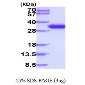 Human Granzyme B protein, His tag (active). GTX67028-pro