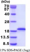 Human Growth Hormone protein (active). GTX67030-pro