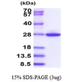 Mouse GSTM1 protein (active). GTX67035-pro