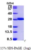 Human GSTM2 protein, His tag (active). GTX67037-pro