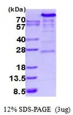 Human Hexokinase II protein, His tag (active). GTX67048-pro
