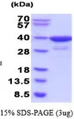 Human HSD3a protein (active). GTX67053-pro