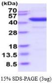 Human IDO1 protein, His tag (active). GTX67055-pro