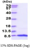 Human IGF1 protein (active). GTX67056-pro