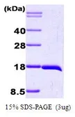 Human IL1 beta protein (active). GTX67057-pro