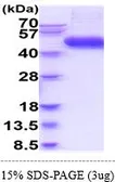 Human IL1 Receptor 2 protein, His tag (active). GTX67059-pro