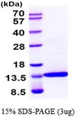 Human IL2 protein (active). GTX67060-pro