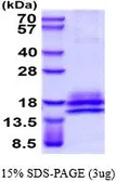 Human IL3 protein, His tag (active). GTX67062-pro