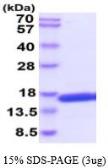 Human IL4 protein, His tag (active). GTX67066-pro