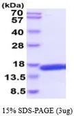 Human IL4 protein, His tag (active). GTX67066-pro